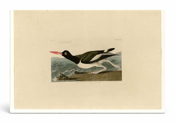 American Oystercatcher, Plate CCXXIII (1827–1838)