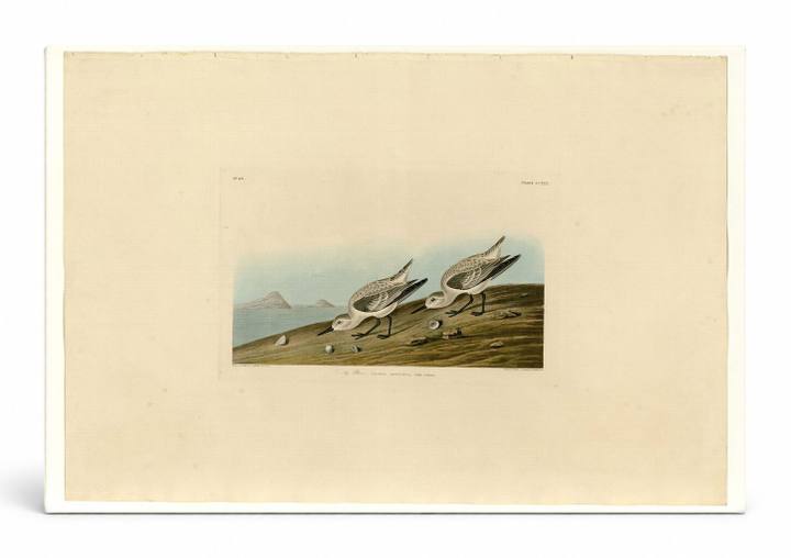 Ruddy Plover, Plate 230 (1835)