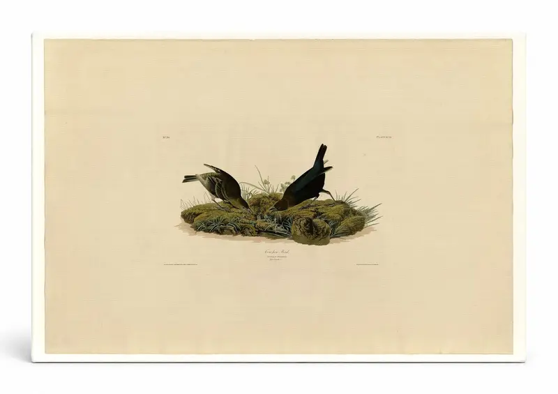 Cow-pen Bird (Plate 99)