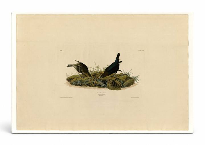 Cow-pen Bird (Plate 99)