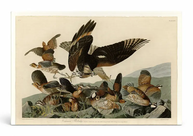 Virginian Partridge, Plate 76 — Birds of America (1827–1838)