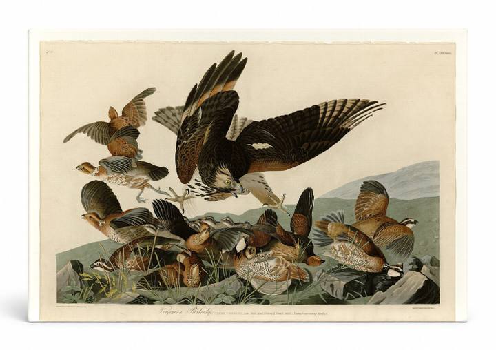 Virginian Partridge, Plate 76 — Birds of America (1827–1838)