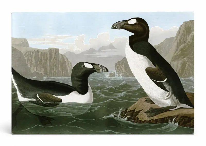 Great Auk (Pinguinus impennus) (1827–1838)