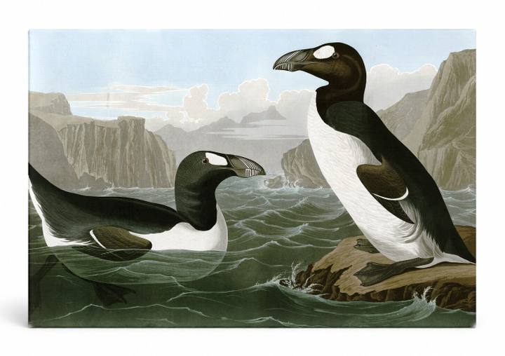 Great Auk (Pinguinus impennus) (1827–1838)