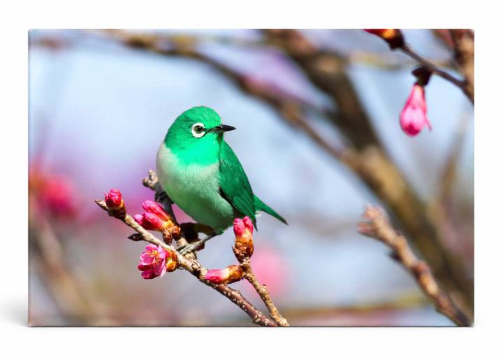 Green Bird on Blossom Branch