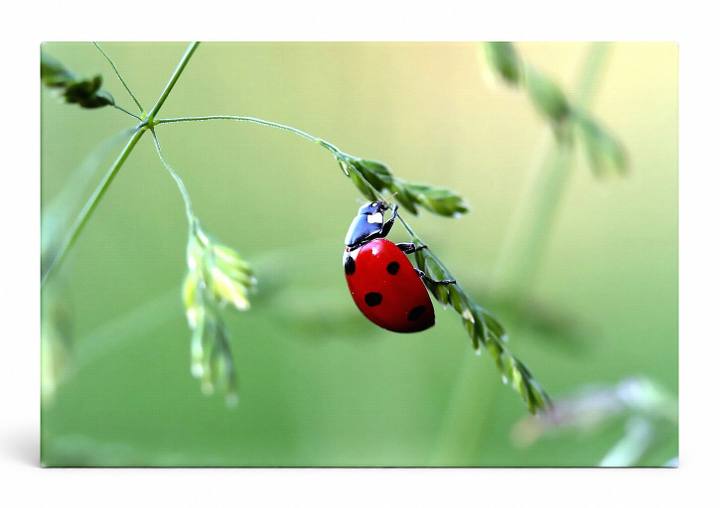 Ladybug on Green Grass Stem