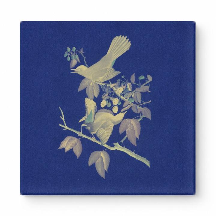 White-eyed Vireo (1827)