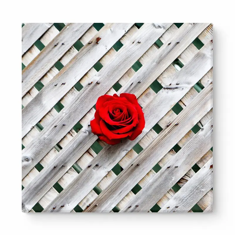 Red Rose on Lattice