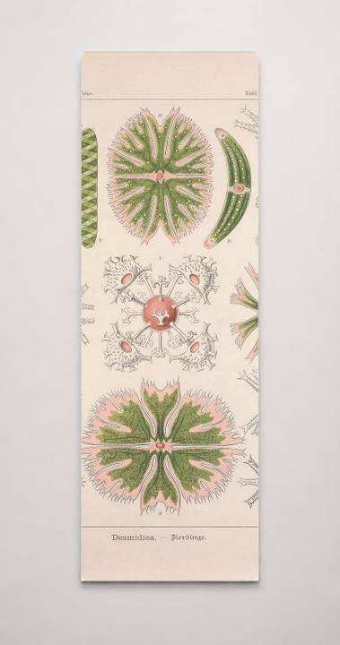 Kunstformen der Natur (Tafel 24) BHL47388087