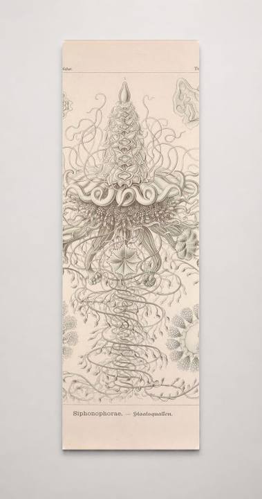 Kunstformen der Natur (Tafel 37) BHL47388151