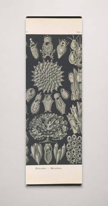 Bryozoa. - Woostiere LCCN2015648919