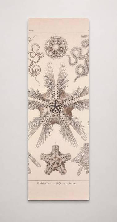 Kunstformen der Natur (Tafel 10) BHL47387966