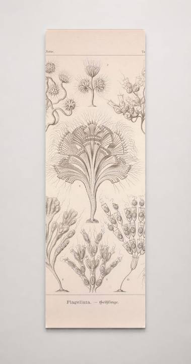 Kunstformen der Natur (Tafel 13) BHL47387984