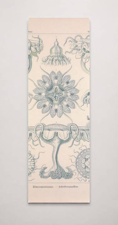 Kunstformen der Natur (Tafel 18) BHL47388057