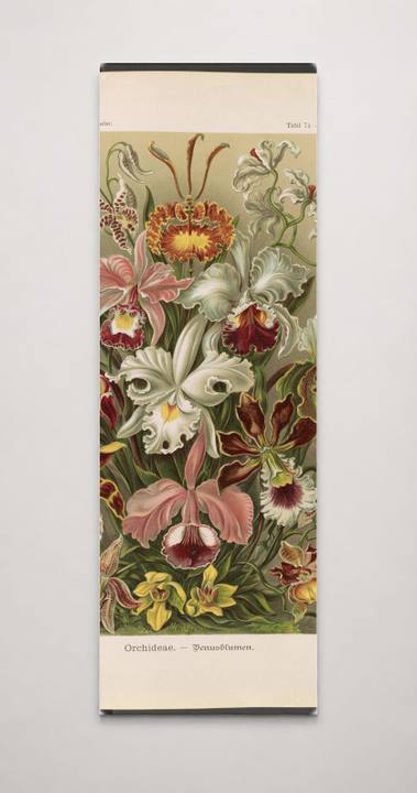 Orchideae. - Denusblumen - A. Giltsch, gem. LCCN2015648955