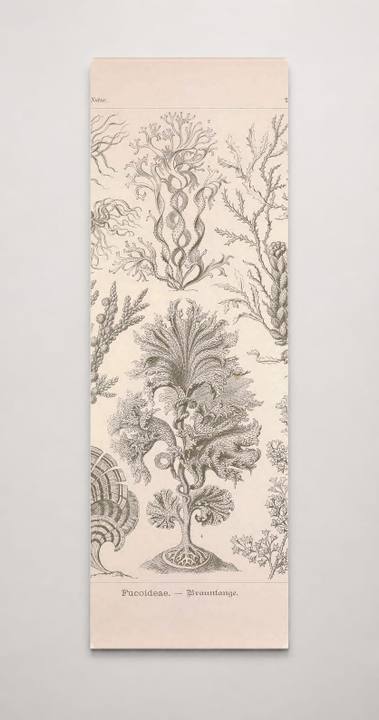 Kunstformen der Natur (Tafel 15) BHL47387992