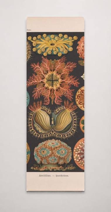 Kunstformen der Natur (Tafel 85) BHL47388417