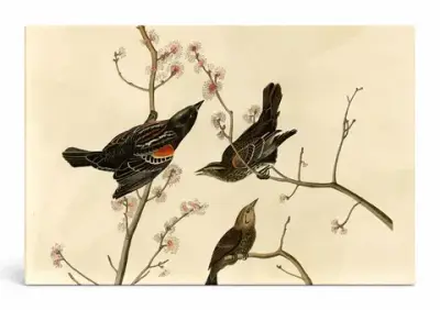 Red-winged Blackbird (1827)