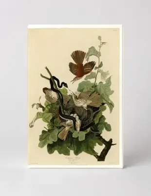 Ferruginous Thrush (Plate CXVI)