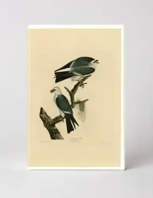 Mississippi Kite, Plate 117 (1827)