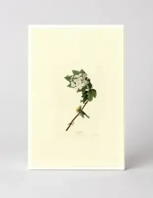 Yellow-throated Vireo (Plate 119)