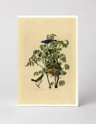 Blue Grosbeak, Plate 122