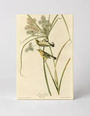 Prairie Warbler, Plate XIV (1827–1838)