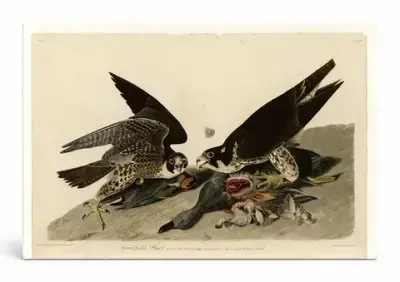 Great-footed Hawk (Plate 16)