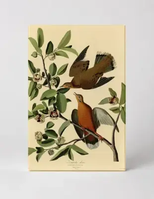 Zenaida Dove, Plate CLXII (1827–1838)