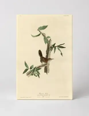 Bewick's Wren, Plate XVIII