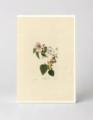 Blue-winged Yellow Warbler (Plate 20)