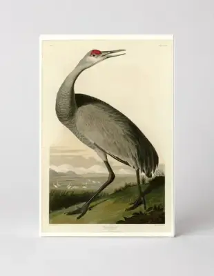 Hooping Crane, Plate CCLXI (1834)