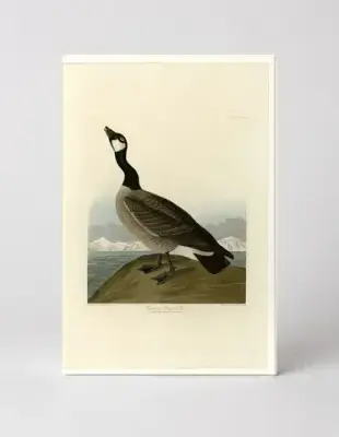 Hutchins's Barnacle Goose, Plate CCLXXVII