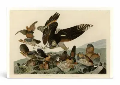 Virginian Partridge, Plate 76 — Birds of America (1827–1838)