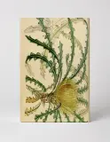 Plants & Flowers