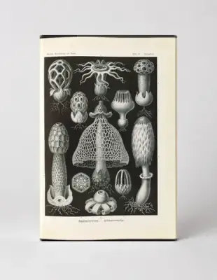 Basimycetes (Schwammpilze) — Kunstformen der Natur, Plate 101