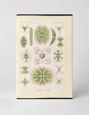 Desmidiea (Tafel 21, Kunstformen der Natur, 1904)