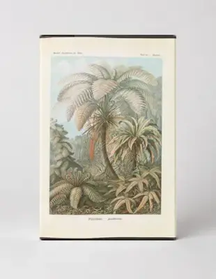 Filicinae / Laubfarne (1904)