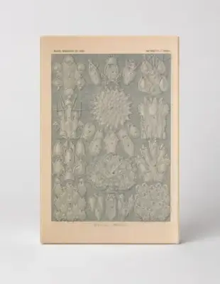 Kunstformen der Natur, Tafel 33 — Bryozoa (1904)