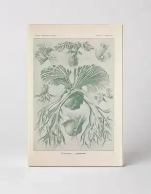 Kunstformen der Natur, Tafel 52 – Filicinae (1904)