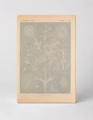 Kunstformen der Natur, Tafel 83 – Lichenes (1904)