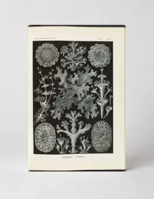 Lichenes – Flechten, Plate 65 (1904)