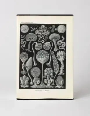 Mycetozoa – Pilztiere, Plate 93 (1904)