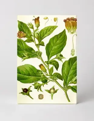 Atropa belladonna (1887)