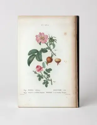 Rosa Villosa & Rosa Centifolia Pomponia