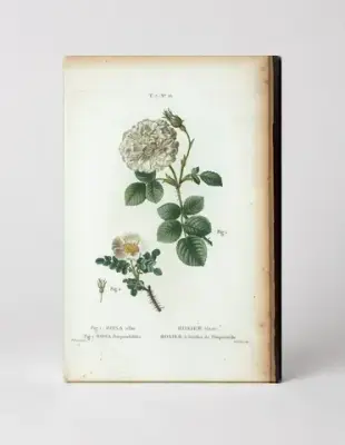 Rosa Alba and Rosa Pimpinellifolia (Les Roses, Plate 16)
