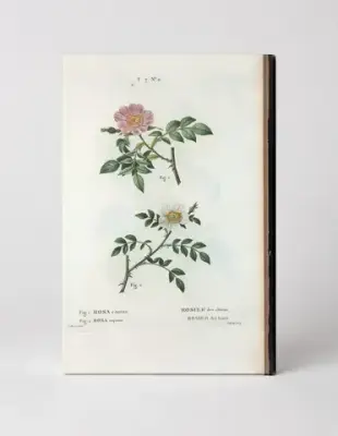 Rosa canina & Rosa sepium (Dog Rose & Wild Rose)