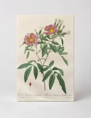Rosa Hudsoniana Salicifolia, from Les Roses