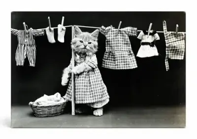 Cat Laundry