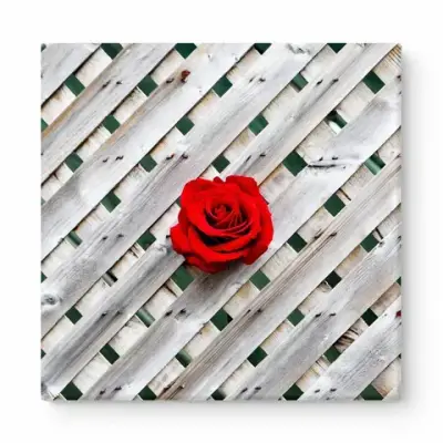 Red Rose on Lattice